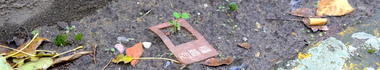Plante sauvage encadré d'une petite pancarte en Kombucha sur laquelle il est écrit espèces urbaines